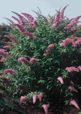 Buddleja davidii 'Pink Delight' struik 80-100 cm