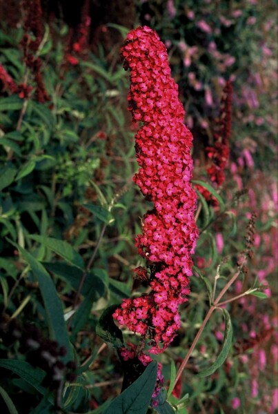 Buddleja davidii 'Royal Red' struik 40-60 cm