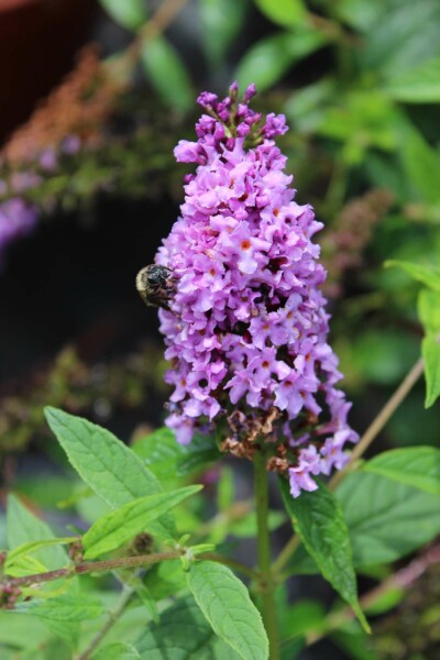 Buddleja 'Lilac Chip' struik 40-60 cm