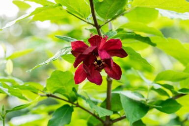 Calycanthus floridus struik 150-175 cm