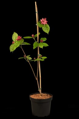 Calycanthus 'Hartlage Wine' struik 80-100 cm