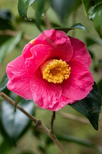 Camellia japonica 'Dr King' struik 50-60 cm