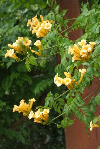 Campsis radicans 'Flava' struik 80-100 cm