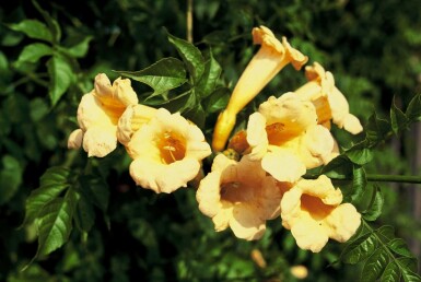 Campsis radicans 'Flava' struik 80-100 cm
