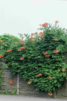 Campsis tagliabueana 'Madame Galen' struik 80-100 cm