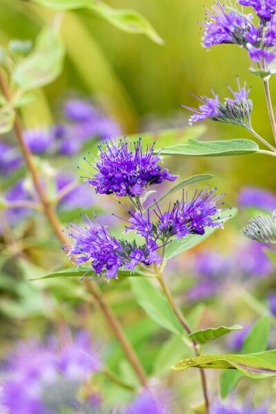 Caryopteris clandonensis 'Heavenly Blue' struik 20-25 cm