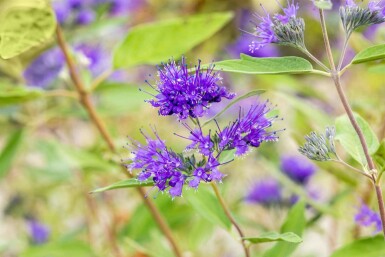 Caryopteris clandonensis 'Heavenly Blue' struik 30-40 cm