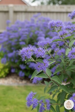 Caryopteris clandonensis 'Heavenly Blue' struik 40-60 cm