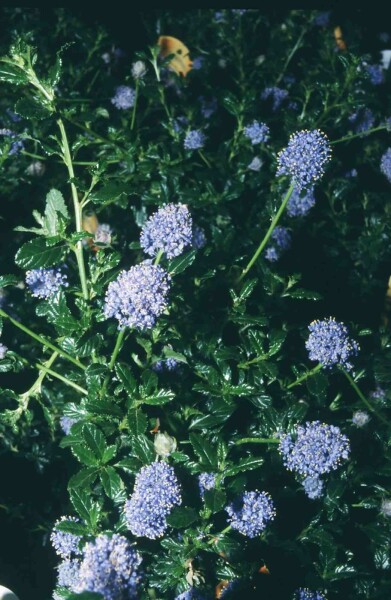 Ceanothus 'Blue Mound' struik 30-40 cm