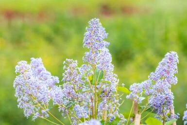 Ceanothus 'Gloire de Versailles' struik 40-50 cm