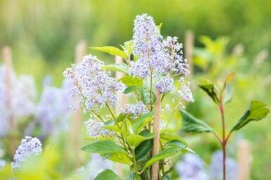 Ceanothus 'Gloire de Versailles' struik 60-80 cm