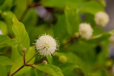 Cephalanthus occidentalis struik 80-100 cm