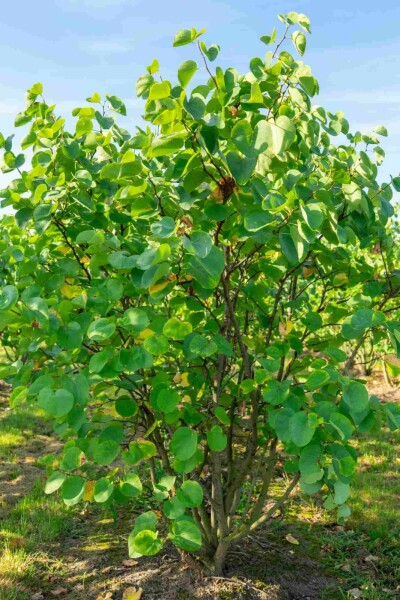 Cercis canadensis struik 40-60 cm