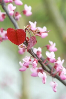Cercis canadensis 'Forest Pansy' struik 80-100 cm