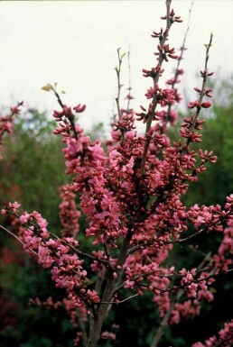 Cercis chinensis 'Avondale' struik
