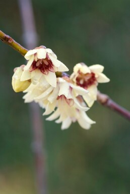 Chimonanthus praecox struik 60-80 cm