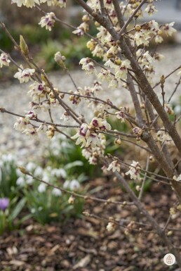 Chimonanthus praecox struik 100-125 cm