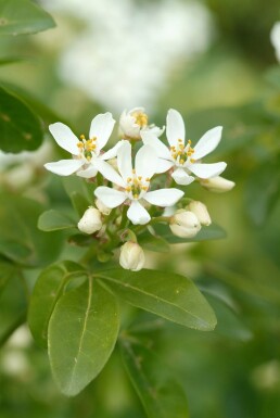 Choisya ternata struik 30-40 cm