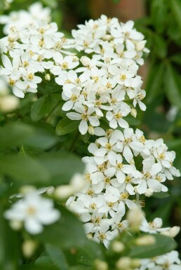 Choisya ternata struik 30-40 cm