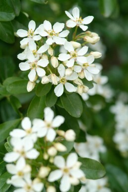 Choisya ternata struik 40-60 cm