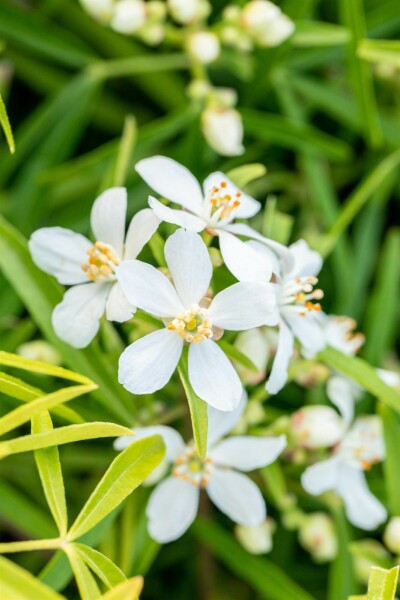 Choisya ternata 'Aztec Pearl' struik 60-80 cm