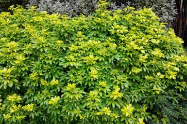 Choisya ternata 'Sundance' struik 40-50 cm