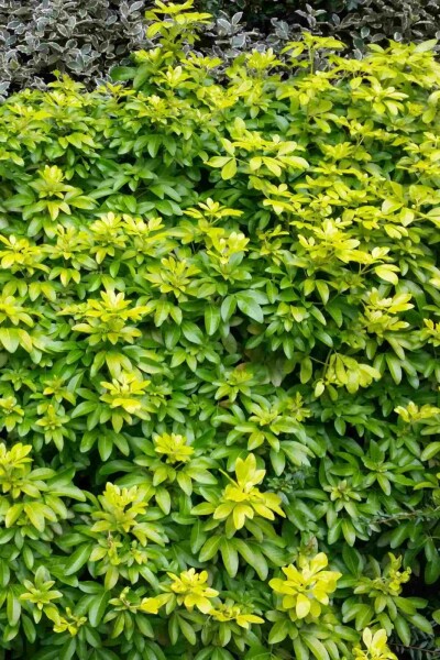 Choisya ternata 'Sundance' struik 40-50 cm