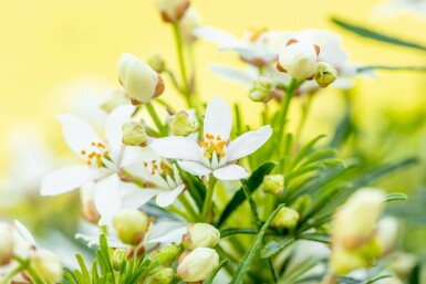 Choisya ternata 'White Dazzler' struik 25-30 cm