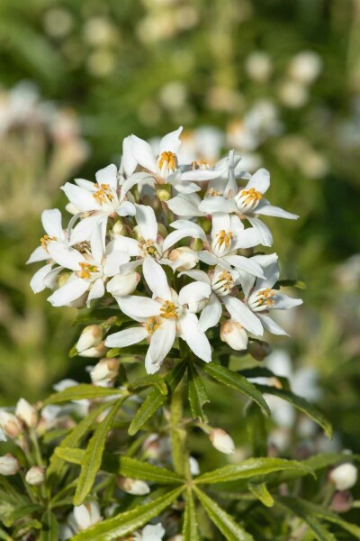 Choisya ternata 'White Dazzler' struik 80-100 cm