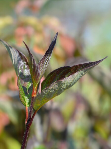 Cornus alba 'Kesselringii' struik 125-150 cm
