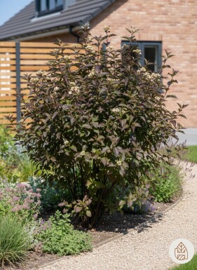 Cornus alba 'Kesselringii' struik 125-150 cm