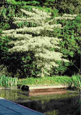 Cornus controversa 'Variegata' struik 175-200 cm