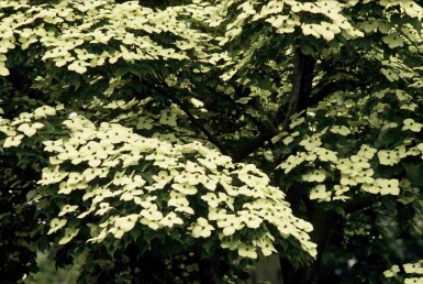 Cornus kousa struik 50-60 cm