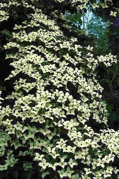 Cornus kousa struik 80-100 cm