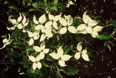 Cornus kousa struik 100-120 cm