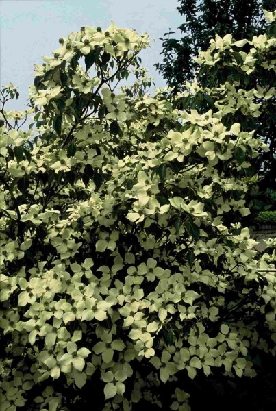 Cornus kousa 'China Girl' struik 60-80 cm