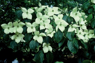 Cornus kousa 'China Girl' struik 60-80 cm