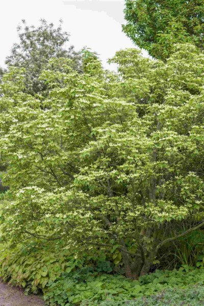 Cornus kousa chinensis struik 150-175 cm
