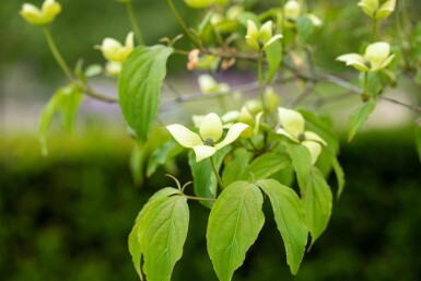 Cornus kousa chinensis struik 175-200 cm