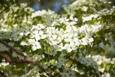 Cornus kousa chinensis struik 175-200 cm