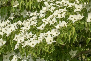 Cornus kousa 'Milky Way' struik 150-175 cm