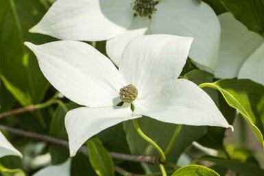 Cornus kousa 'Milky Way' struik 150-175 cm