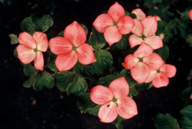 Cornus kousa 'Satomi' struik 80-100 cm