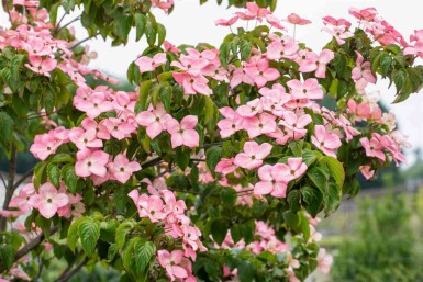 Cornus kousa 'Satomi' struik 150-175 cm