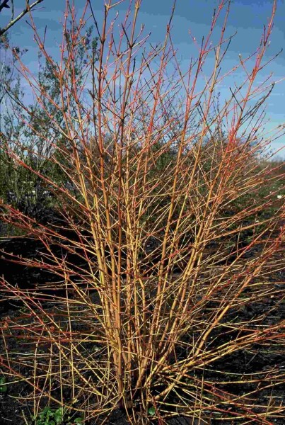 Cornus sanguinea 'Midwinter Fire' struik 60-80 cm