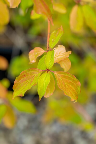 Cornus sanguinea 'Winter Beauty' struik 40-50 cm