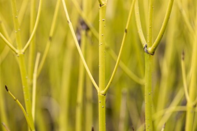 Cornus sericea 'Flaviramea' struik 80-100 cm