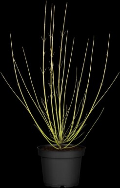 Cornus sericea 'Flaviramea' struik 100-125 cm