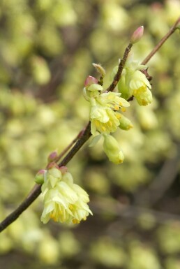 Corylopsis pauciflora struik 30-40 cm
