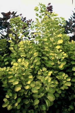 Cotinus coggygria 'Golden Spirit' struik 30-40 cm